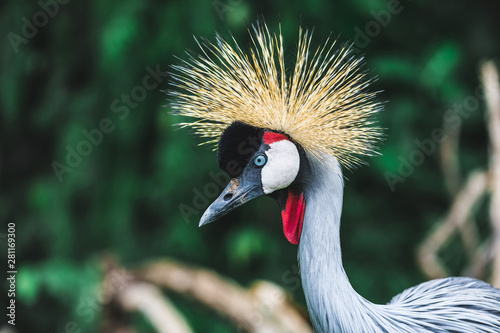 Black Crowned-crane bird - Balearica pavonina, Bali, Indonesia. Portrait close up