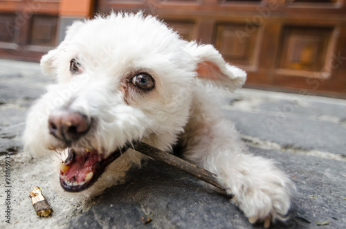 perro mordiendo un palo
