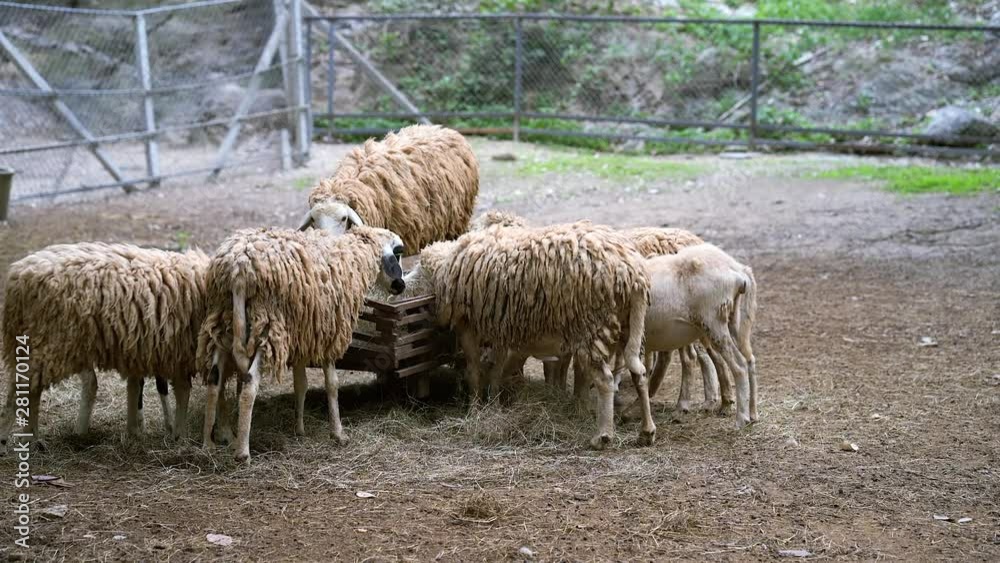 Sheep are eating dried grass from the cart. 