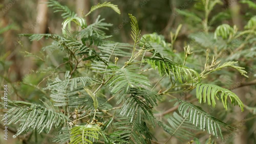 CLOSE UP of a native Australian black wattle tree blowing in the wind CLOSE UP of a native Australian black wattle tree blowing in the wind