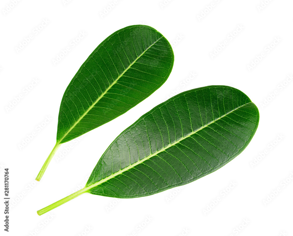 Obraz premium green leaf isolated on white background