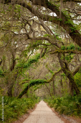 Live Oak Tree path on Cumberland Island  Georgia
