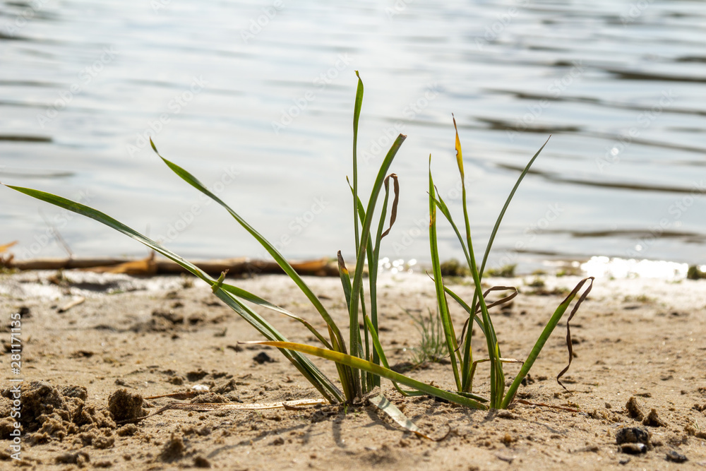 Obraz premium Gras am Badestrand