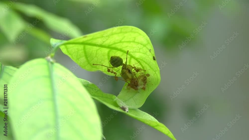 Red ant. Queen ant in green color and worker ant in red building nest on green leafs,4K video. Red ant. Queen ant in green color and worker ant in red building nest on green leafs,4K video.