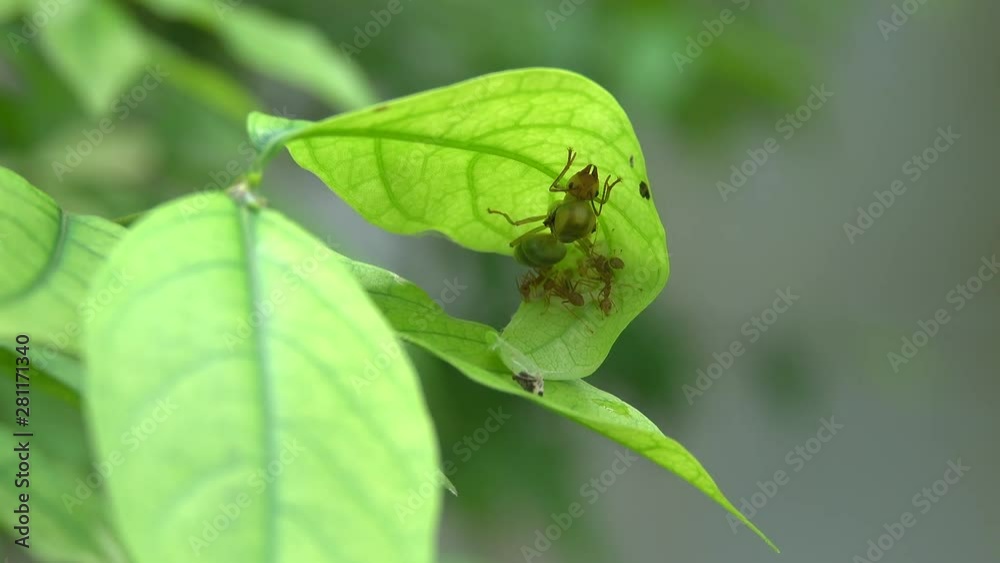 Red ant. Queen ant in green color and worker ant in red building nest on green leafs,4K video. Red ant. Queen ant in green color and worker ant in red building nest on green leafs,4K video.