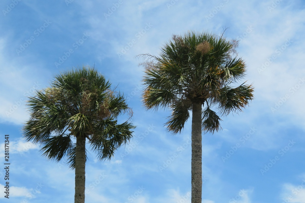 Palm trees on blue sky background in Florida nature Palm trees on blue sky background in Florida nature