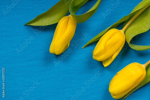 yellow fresh spring flowers...