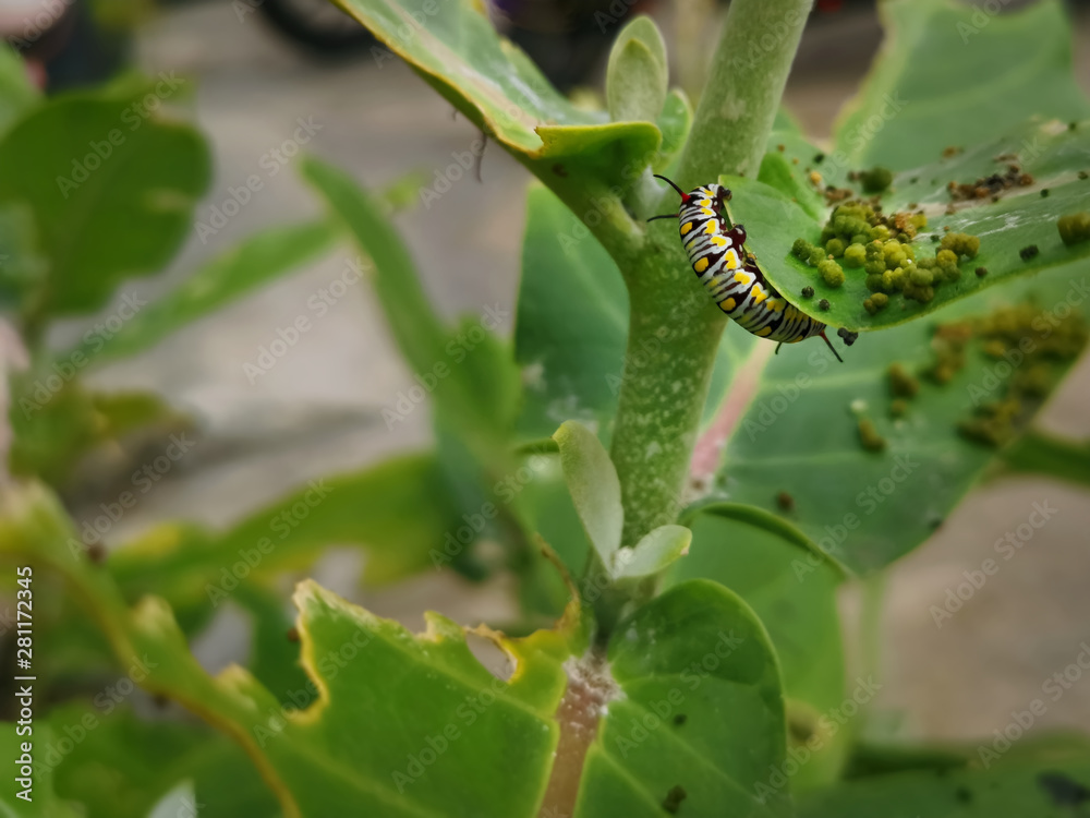 Close-up Caterpillars on Tip of Plant with Selective Focus