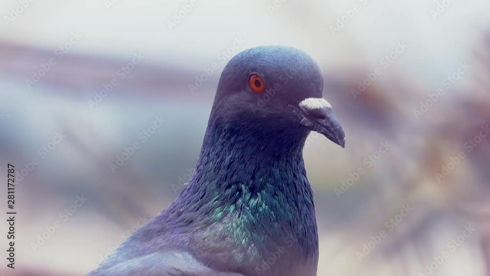 Closeup shot video of a beautiful pigeon bird Closeup shot video of a beautiful pigeon bird