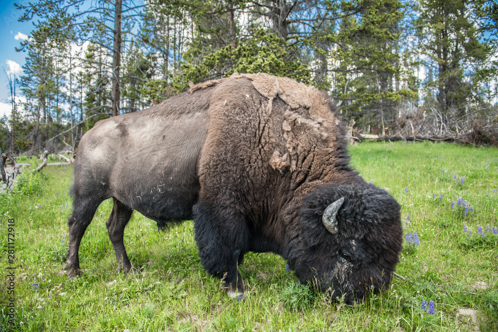 Bizon graze on the field at scenic Yellowstone National Park at summer Bizon graze on the field at scenic Yellowstone National Park at summer
