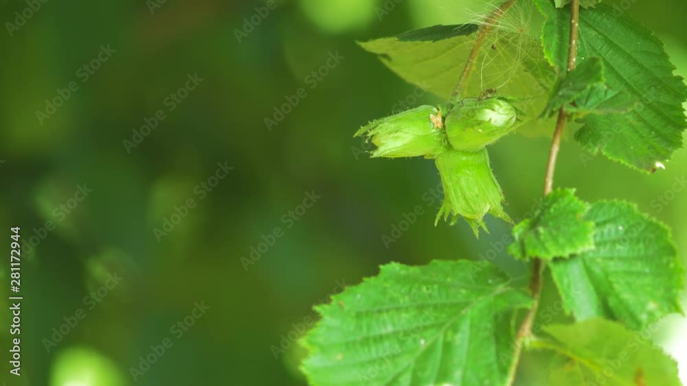Green unripe hazelnuts (Corylus avellana) on the branch on a sunny summer day, close up shot Green unripe hazelnuts (Corylus avellana) on the branch on a sunny summer day, close up shot