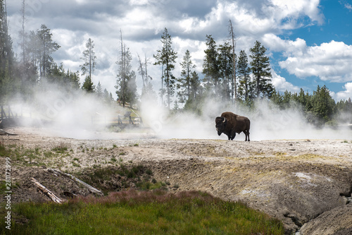 Bizon on geysers at scenic Yellowstone National Park at summer