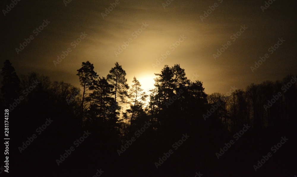 Fototapeta premium trees seen in the moonlight
