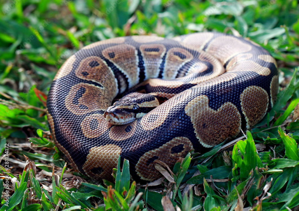 Fototapeta premium ball python in the garden