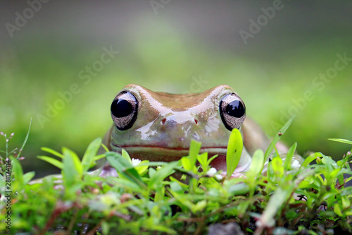 papua green frog, green tree frog, dumpy frog © Opayaza