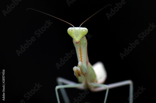 green mantis with black background