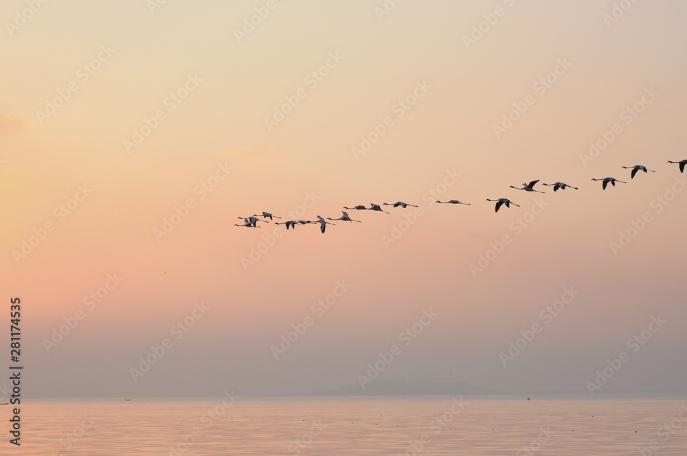 Flock of Flamingoes Birds in Flight