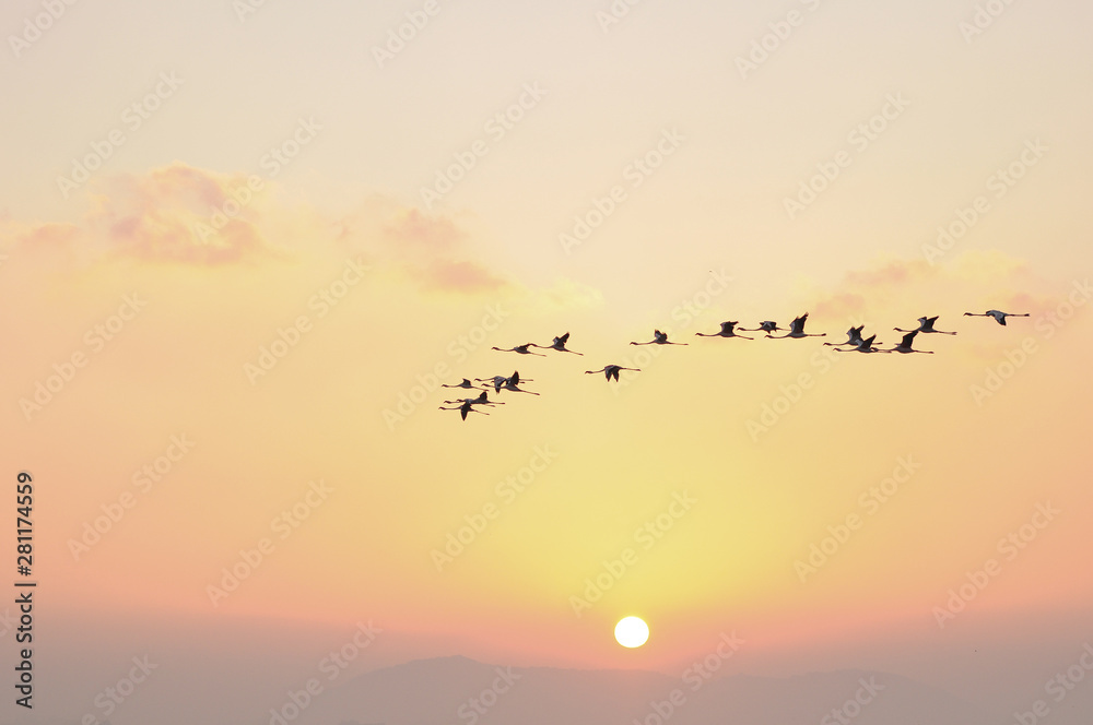 Flock of Flamingoes Birds in Flight