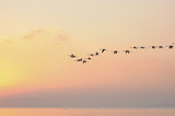 Flock of Flamingoes Birds in Flight