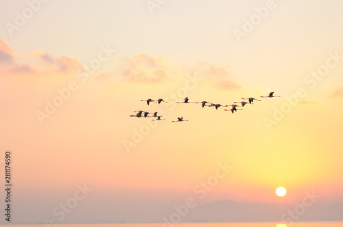 Flock of Flamingoes Birds in Flight © sanketkhuntale