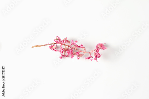 beautiful dried pink hyacinth flower on a white background. flat lay, top view