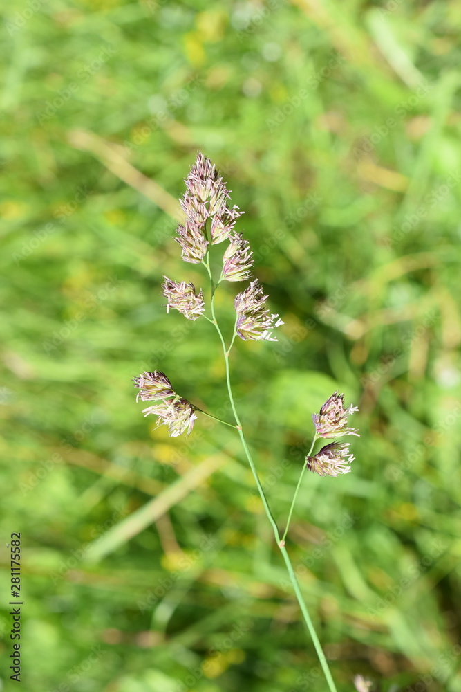 Flowering cat-grass Dactylis glomerata in a field in summer