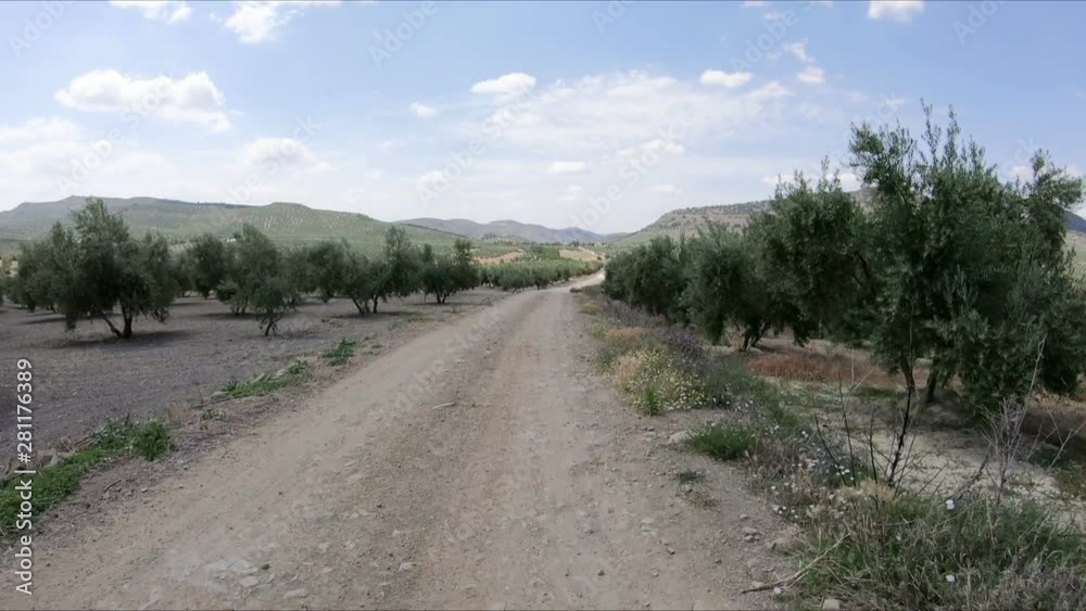 a dirt road through fields of olive groves next to Alcala la Real, province of Granada, Andalusia, Spain a dirt road through fields of olive groves next to Alcala la Real, province of Granada, Andalusia, Spain