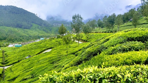 green rice field in northern thailand