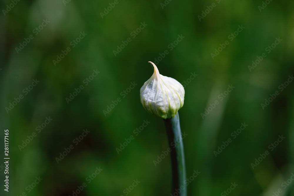 Garlic young flower bud on green background Garlic young flower bud on green background