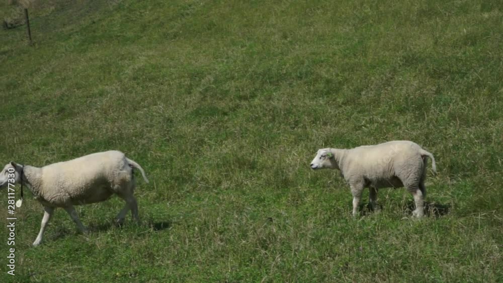 Two white sheeps running trough the green grass fields with other white sheeps in the background. White sheeps running smooth in slow motion outside in the nature. Two white sheeps running trough the green grass fields with other white sheeps in the background. White sheeps running smooth in slow motion outside in the nature.