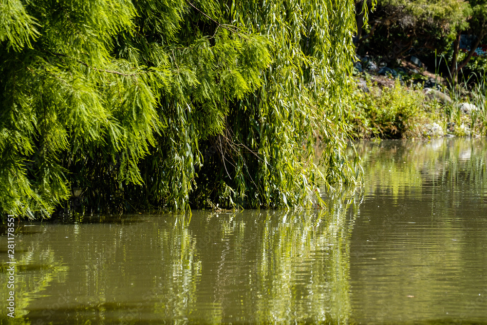 Obraz premium willow trees in the park with long branches covered with leaves dipping into the pond on a sunny day