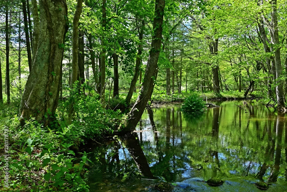 新緑に包まれた森林公園の情景@北海道 新緑に包まれた森林公園の情景@北海道