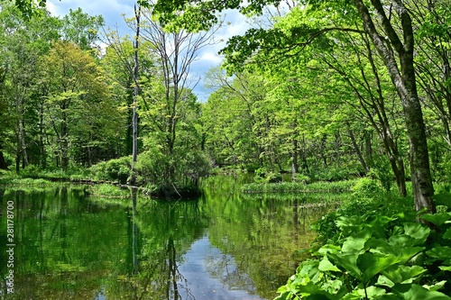 新緑に包まれた森林公園の情景＠北海道