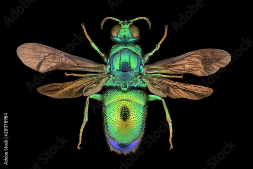 Extreme magnification - Cuckoo wasp photo