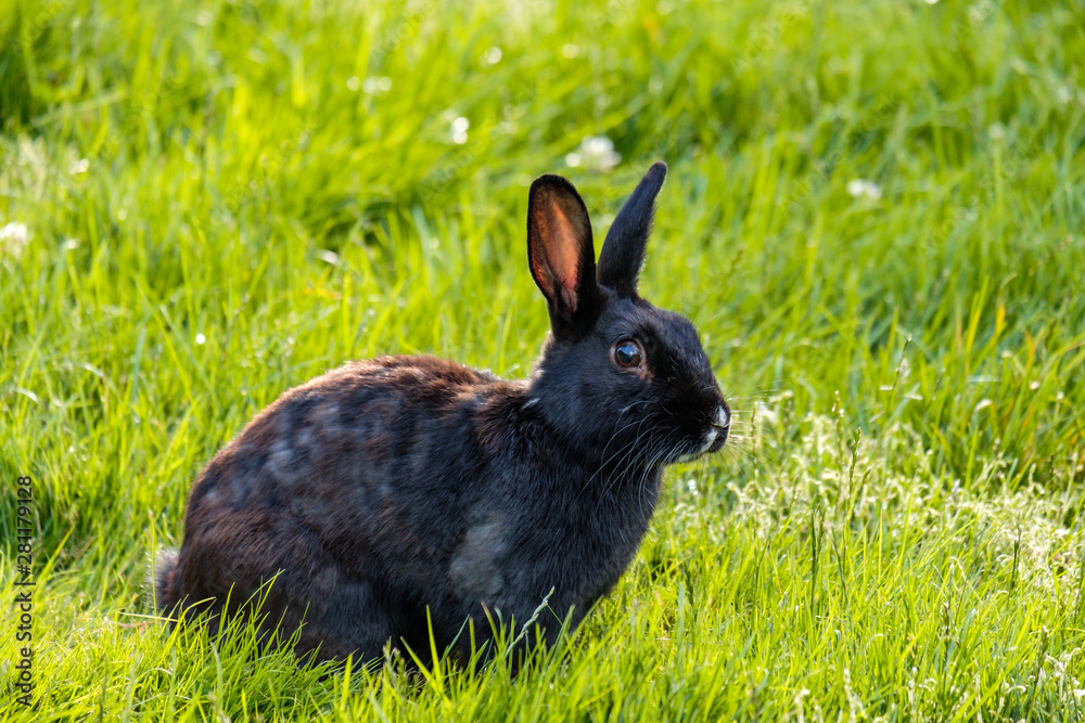 close up portrait of one cute black rabbit laying on green grass field in the park chewing some grasses in its mouth close up portrait of one cute black rabbit laying on green grass field in the park chewing some grasses in its mouth