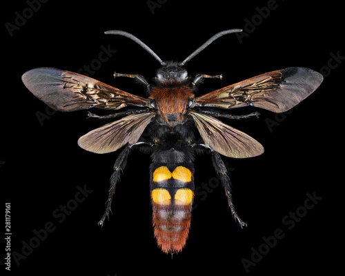 Extreme magnification - Megascolia maculata giant wasp photo