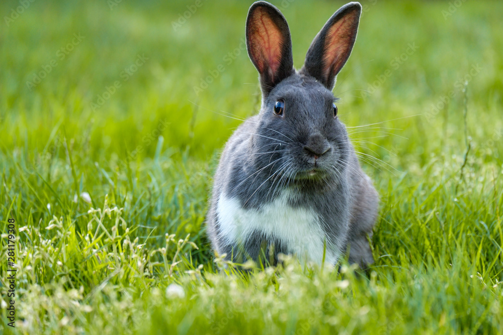 close front portrait of a cute grey rabbit laying on the green grassy field feasting on grasses while staring at you close front portrait of a cute grey rabbit laying on the green grassy field feasting on grasses while staring at you