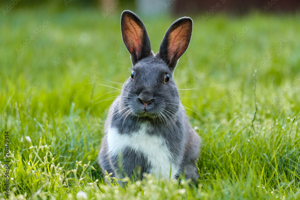 close front portrait of a cute grey rabbit laying on the green grassy field feasting on grasses while staring at you close front portrait of a cute grey rabbit laying on the green grassy field feasting on grasses while staring at you