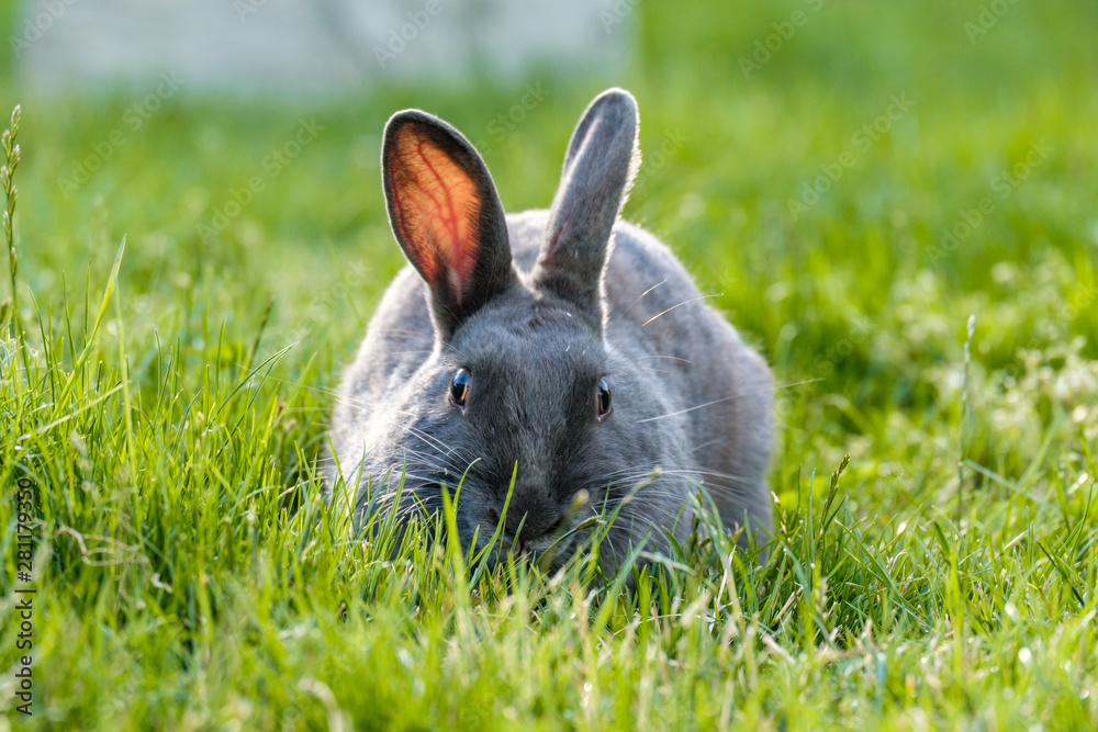 close front portrait of a cute grey rabbit laying on the green grassy field focus on feasting with grasses close front portrait of a cute grey rabbit laying on the green grassy field focus on feasting with grasses