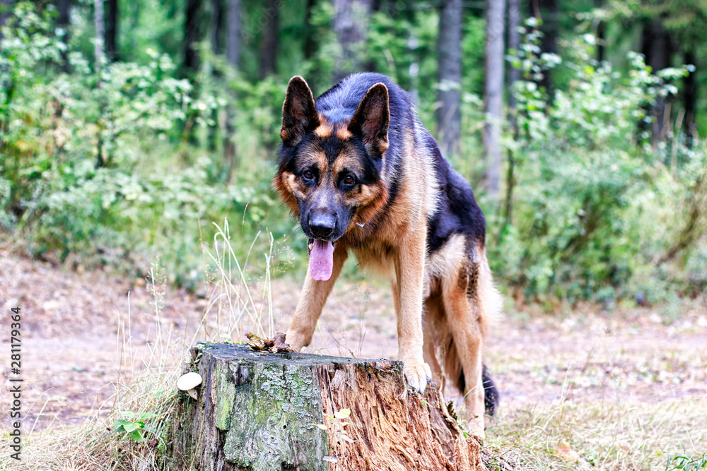 Dog German Shepherd in a forest in a summer Dog German Shepherd in a forest in a summer