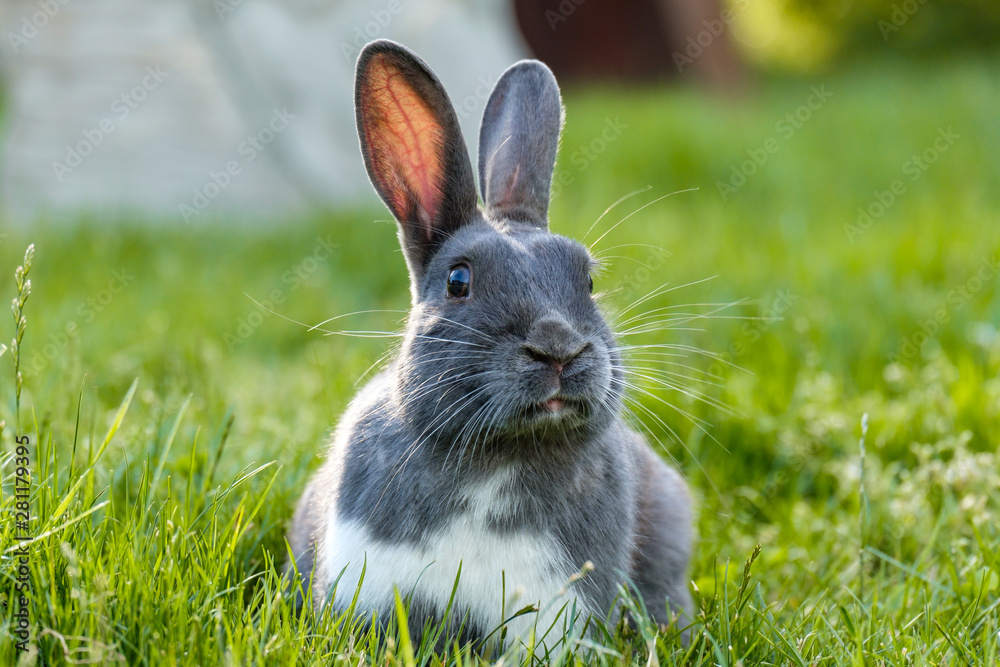 close front portrait of a cute grey rabbit laying on the green grassy field feasting on grasses while staring at you close front portrait of a cute grey rabbit laying on the green grassy field feasting on grasses while staring at you