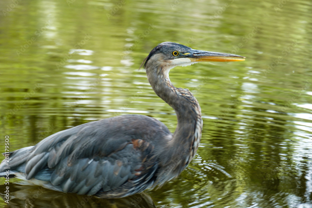 close up of a great blue heron fishing in the pond with water up to the chest and green reflection of the surroundings. close up of a great blue heron fishing in the pond with water up to the chest and green reflection of the surroundings.