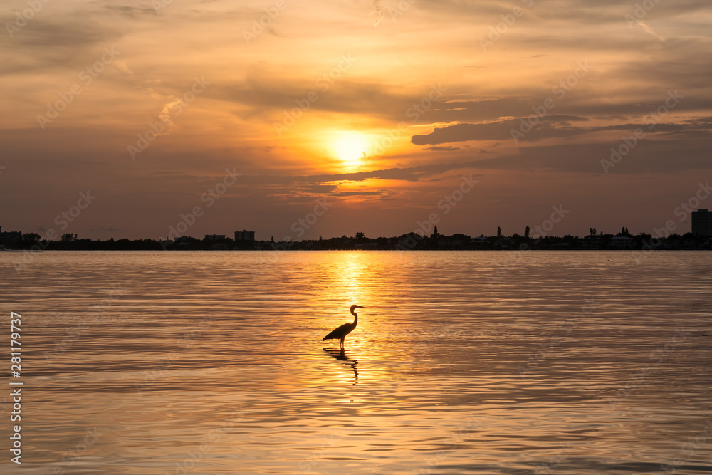 Heron bird at Sunset in Siesta Key beach, Sarasota, Florida