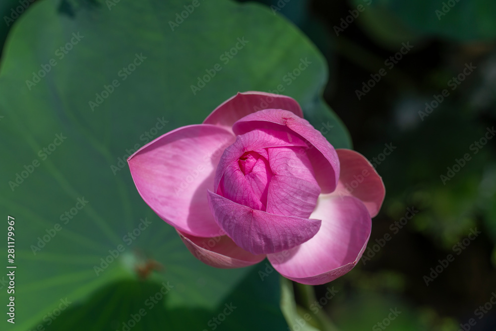 Pink water lily flower. Lotus flower in island Bali, Indonesia. Close up, macro