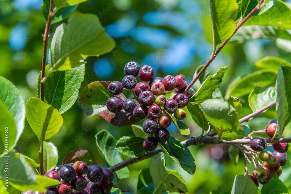 Chokeberries Growing on a Bush in Summer Chokeberries Growing on a Bush in Summer
