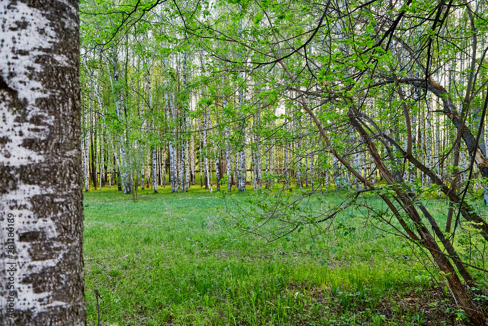 Fototapeta premium Birches in the park on a spring day. Green birch forest in the spring day