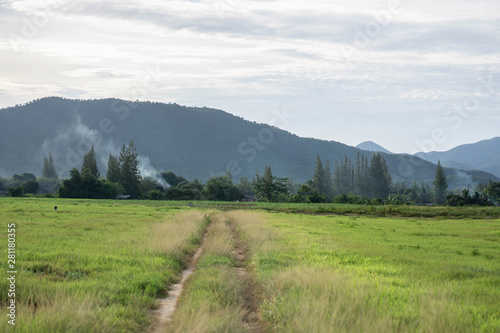 Big tree in the meadow Kui Buri Prachuap Khiri Khan Western Thailand