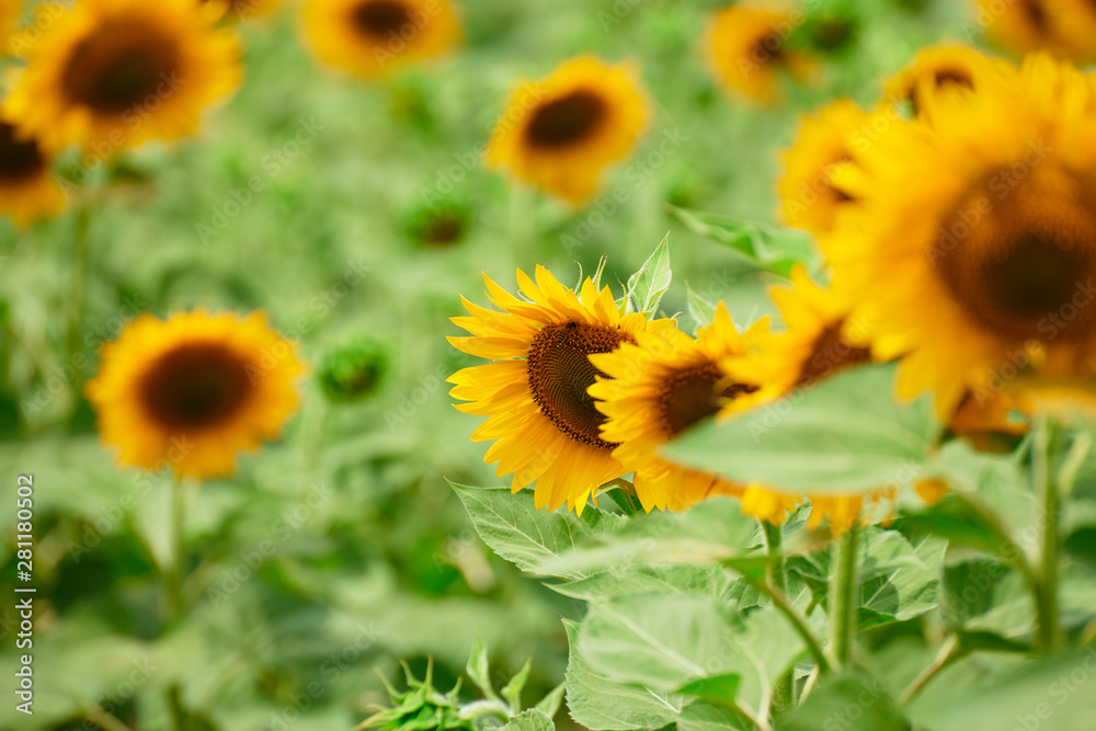 Fototapeta premium Sunflower field - bright yellow flowers, beautiful summer landscape