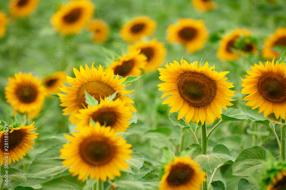 Sunflower field - bright yellow flowers, beautiful summer landscape Sunflower field - bright yellow flowers, beautiful summer landscape