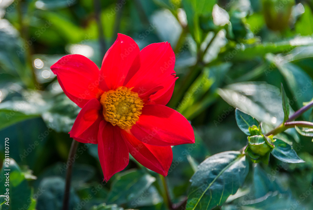 Bright Red Flower in a Garden on a Sunny Summer Day